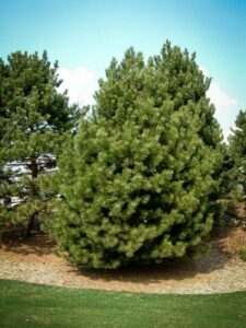 Сосна Чёрная (Pinus Nigra) купить по цене от 270.00р. в интернет-магазине «Посадика» с доставкой почтой в в Кизилюрте и по всей России – [изображение №1].