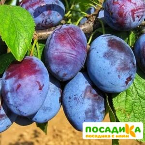 Слива Чачакская ранняя купить по цене от 229.00р. в интернет-магазине «Посадика» с доставкой почтой в в Кизилюрте и по всей России – [изображение №1].