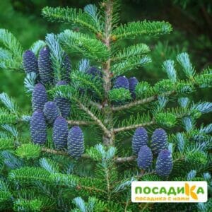 Пихта корейская (Abies koreana) купить по цене от 450.00р. в интернет-магазине «Посадика» с доставкой почтой в в Кизилюрте и по всей России – [изображение №1].