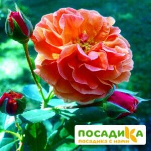 Роза Арабия купить по цене от 350.00р. в интернет-магазине «Посадика» с доставкой почтой в в Кизилюрте и по всей России – [изображение №1].