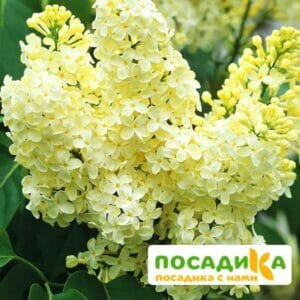 Сирень Примроуз (Primrose) купить по цене от 529.00р. в интернет-магазине «Посадика» с доставкой почтой в в Кизилюрте и по всей России – [изображение №1].