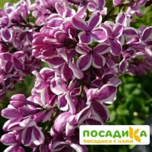 Сирень Сенсация купить по цене от 529.00р. в интернет-магазине «Посадика» с доставкой почтой в в Кизилюрте и по всей России – [изображение №1].