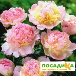 Пион Распберри Сандей (Paeonia Raspberry Sundae) купить по цене от 959р. в интернет-магазине «Посадика» с доставкой почтой в в Кизилюрте и по всей России – [изображение №1].