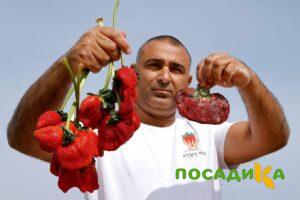 Клубника Гигант Джорнея купить по цене от 266р. в интернет-магазине «Посадика» с доставкой почтой в в Кизилюрте и по всей России – [изображение №1].
