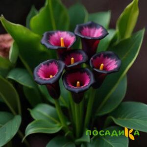 Калла Аура Лейс купить по цене от 400р. в интернет-магазине «Посадика» с доставкой почтой в в Кизилюрте и по всей России – [изображение №1].