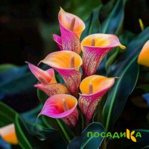 Калла Оникс купить по цене от 450р. в интернет-магазине «Посадика» с доставкой почтой в в Кизилюрте и по всей России – [изображение №1].