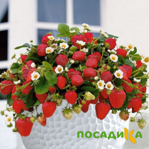 Клубника Рубиновый Шепот (горшечная) купить по цене от 240р. в интернет-магазине «Посадика» с доставкой почтой в в Кизилюрте и по всей России – [изображение №1].