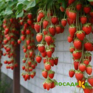 Клубника вьющаяся Комплимент купить по цене от 470р. в интернет-магазине «Посадика» с доставкой почтой в в Кизилюрте и по всей России – [изображение №1].