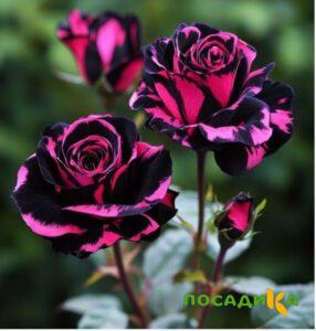 Роза Багровый Шепот купить по цене от 366р. в интернет-магазине «Посадика» с доставкой почтой в в Кизилюрте и по всей России – [изображение №1].