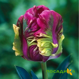 Тюльпан Экзотик Хэвен купить по цене от 186р. в интернет-магазине «Посадика» с доставкой почтой в в Кизилюрте и по всей России – [изображение №1].