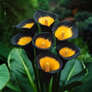 Калла Легато купить по цене от 620р. в интернет-магазине «Посадика» с доставкой почтой в в Кизилюрте и по всей России – [изображение №1].