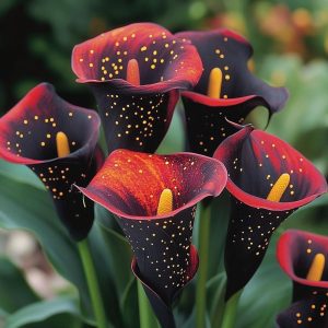 Калла Нуар купить по цене от 299р. в интернет-магазине «Посадика» с доставкой почтой в в Кизилюрте и по всей России – [изображение №1].